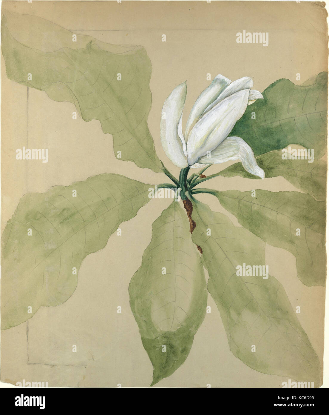 Studio della Magnolia Blossom, ca. 1891, realizzato a New York, New York, Stati Uniti, americano, grafite e acquerello su carta velina marrone Foto Stock