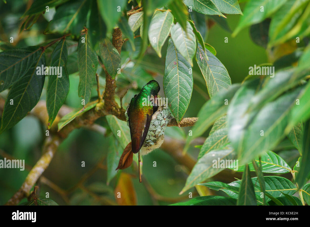 Rufous tailed hummingbird alimentando i suoi piccoli nel proprio nido Foto Stock