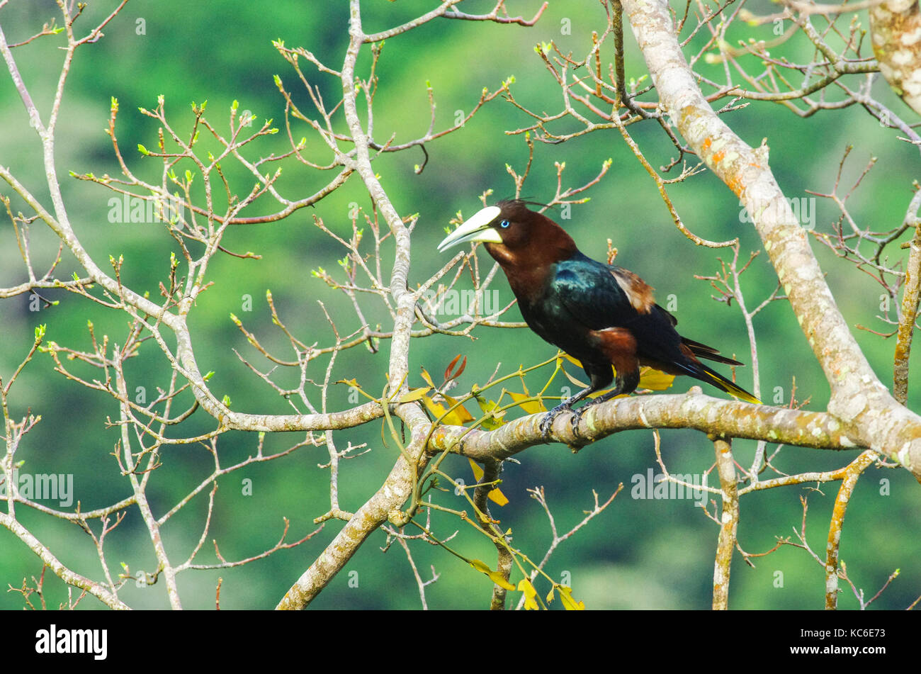 Castagne e intitolata oropendola grosso uccello su un ramo di albero Foto Stock
