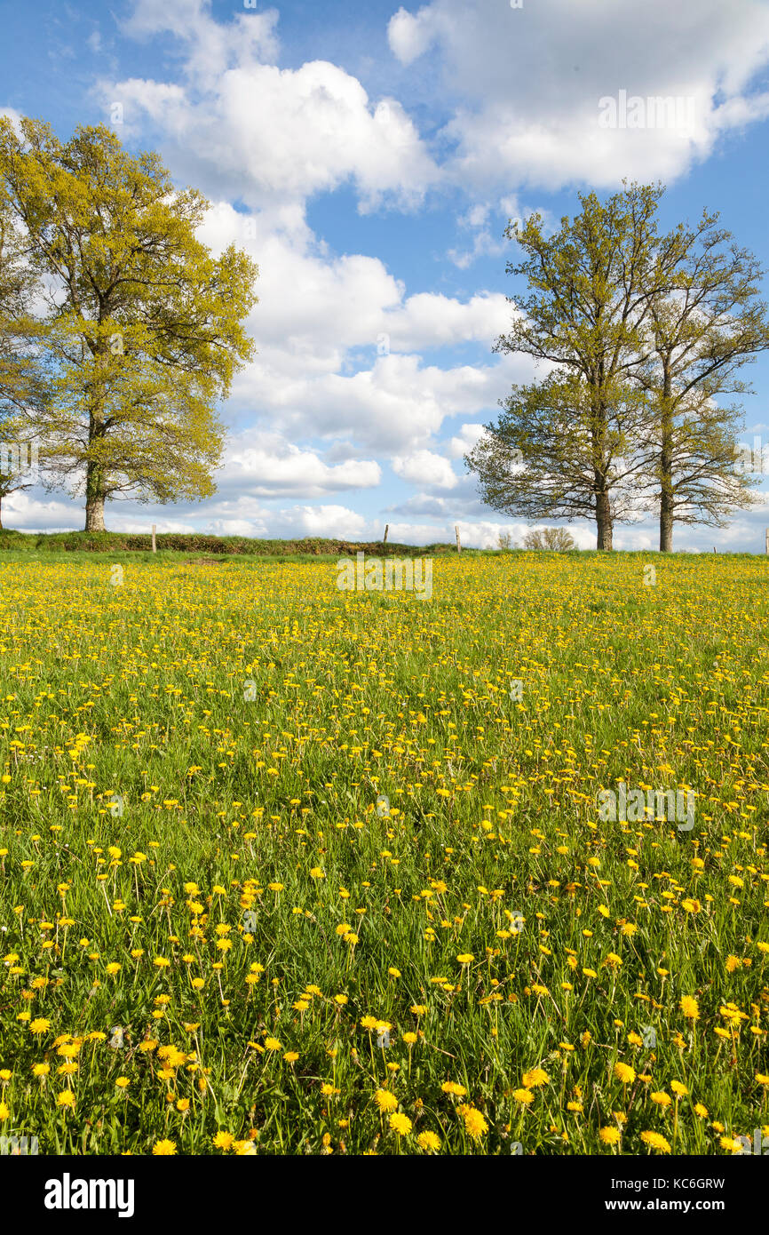 Serata sping in un prato verde con giallo di tarassaco e alberi con fresca giovani foglie verdi contro un cielo blu con flluffy nuvole bianche in un basso Foto Stock