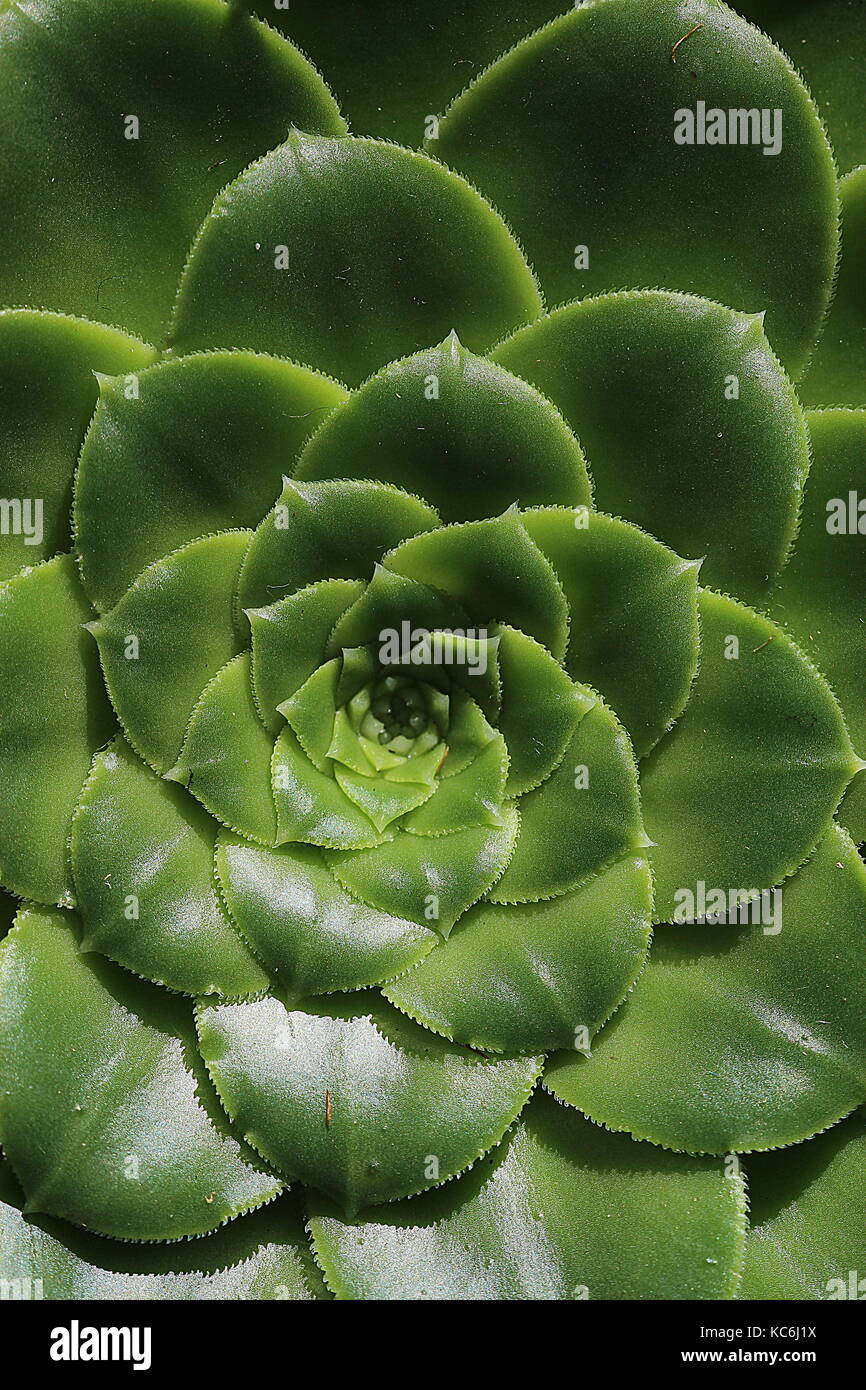 Piante succulente pattern in foglia Foto Stock