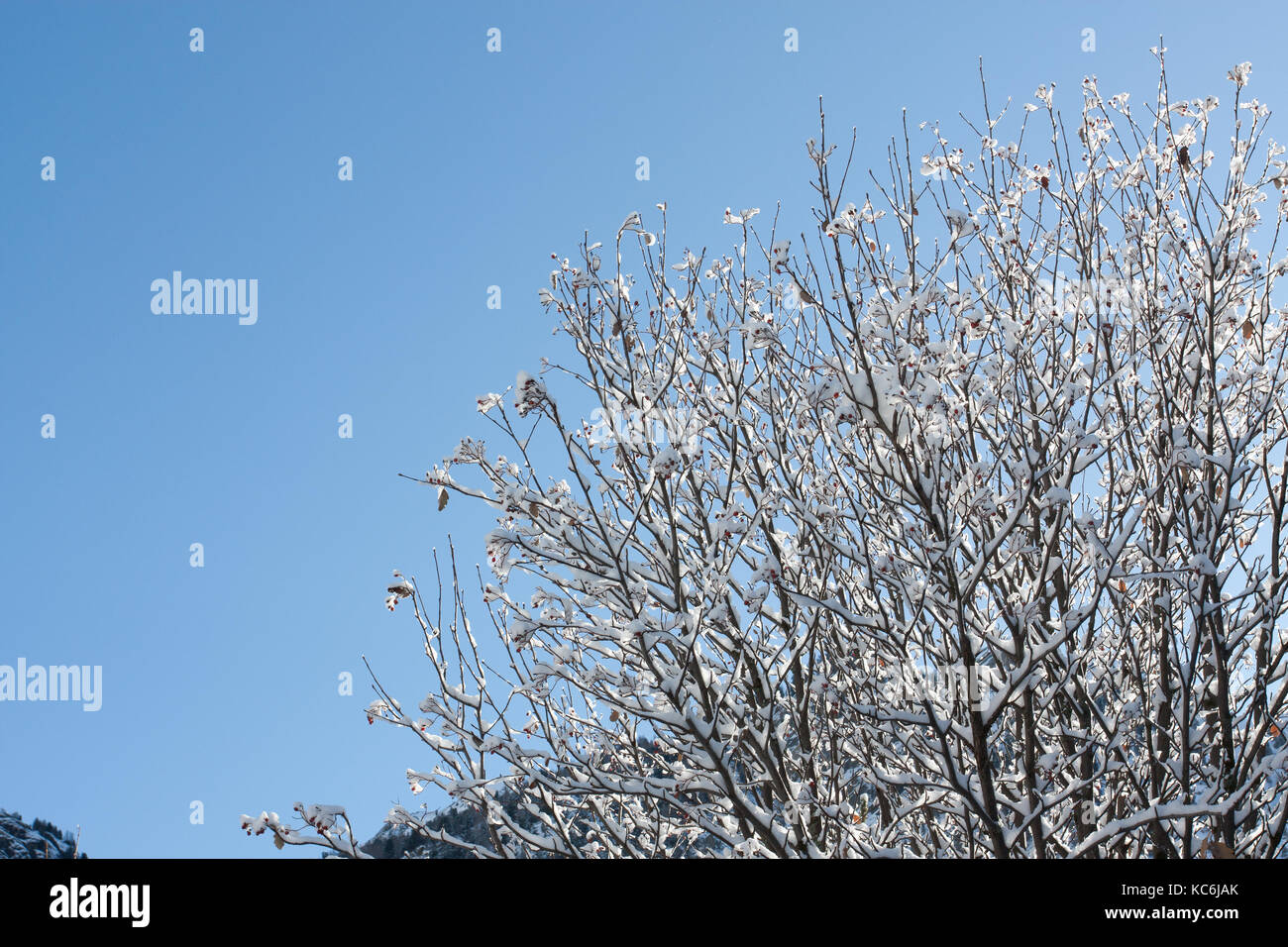 Rami di alberi coperti di neve su una soleggiata giornata invernale. Foto Stock