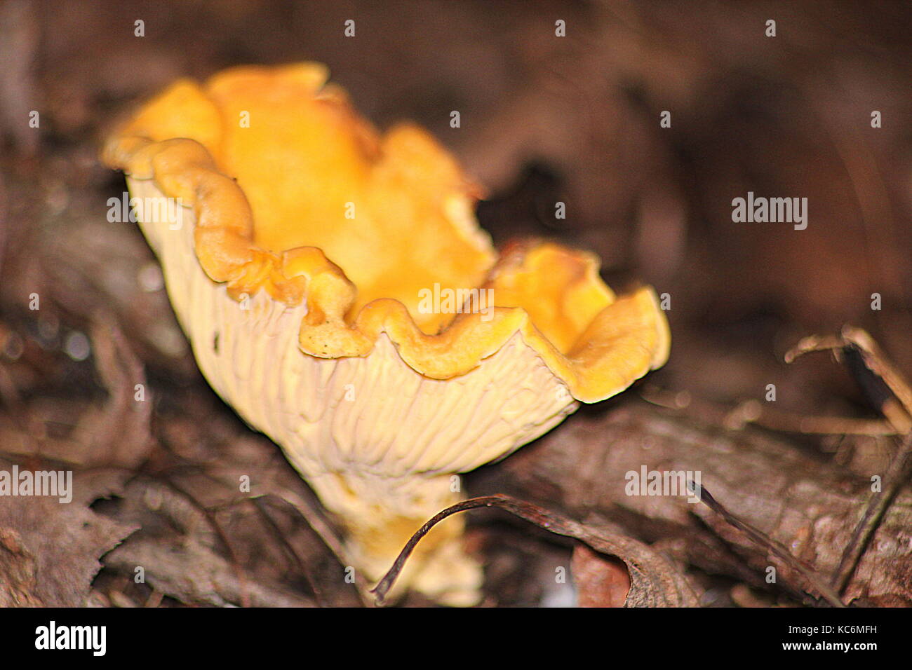 Falso staghorn immagini e fotografie stock ad alta risoluzione Alamy