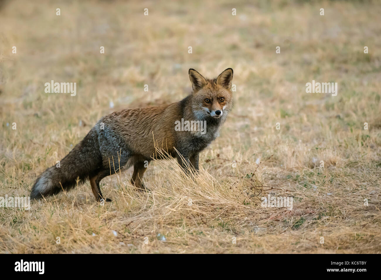 Fox vulpes vulpes Foto Stock