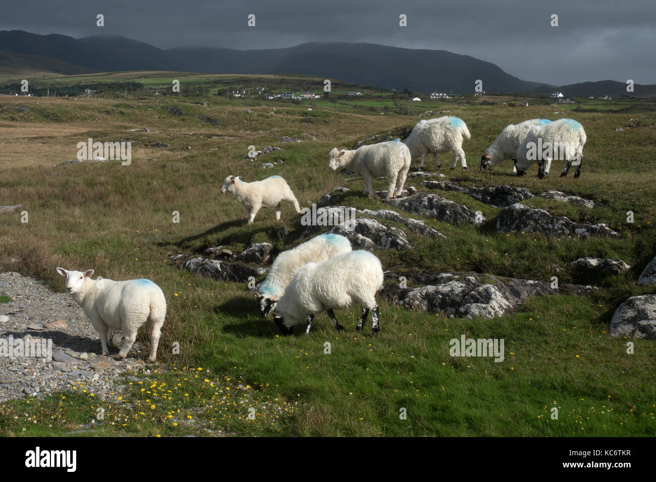 Pecore, penisola di Beara, nella contea di Kerry, Irlanda Foto Stock