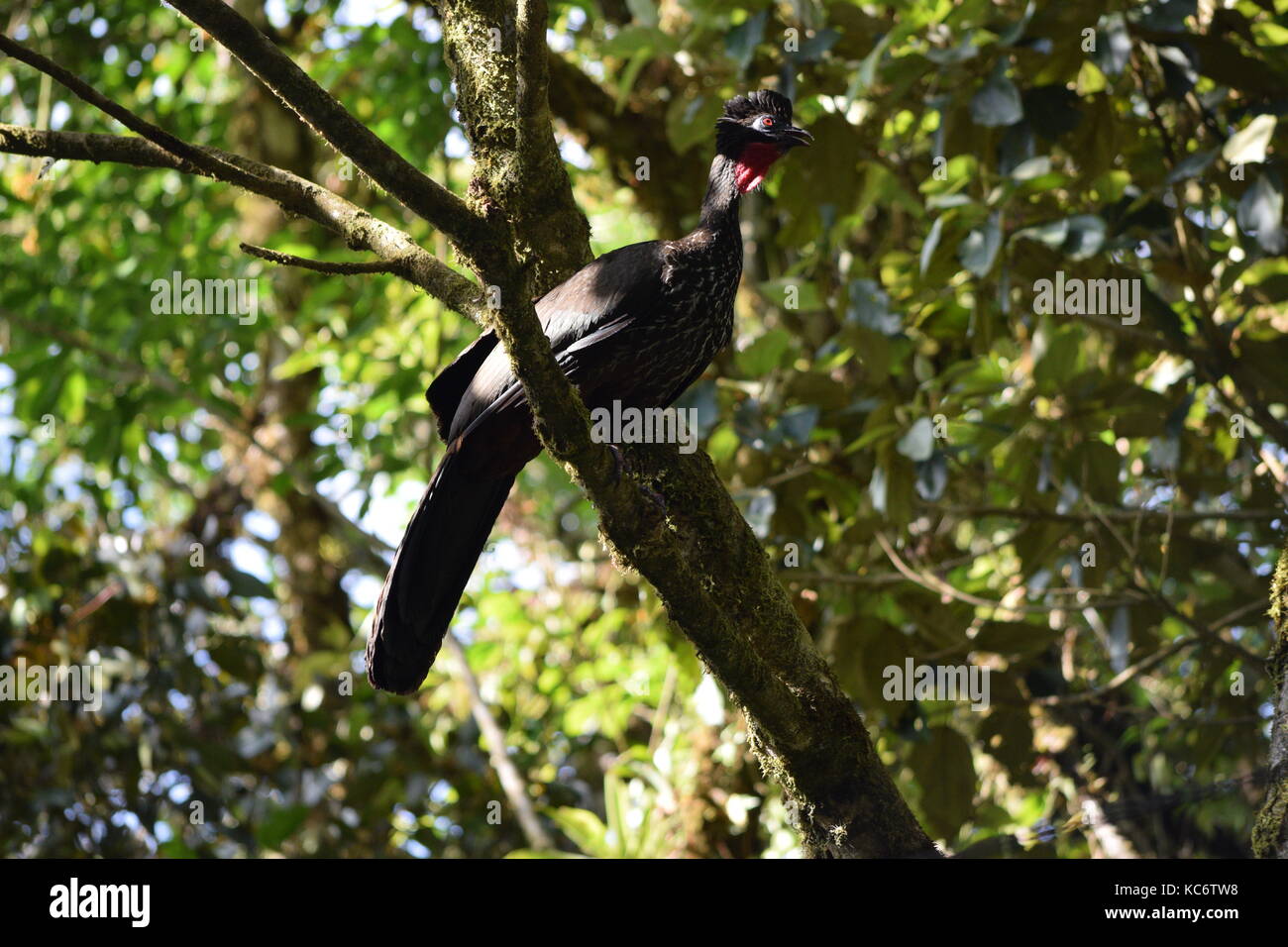 Crested guan, Penelope purpurascens, Monteverde Cloud Forest, Costa Rica Foto Stock