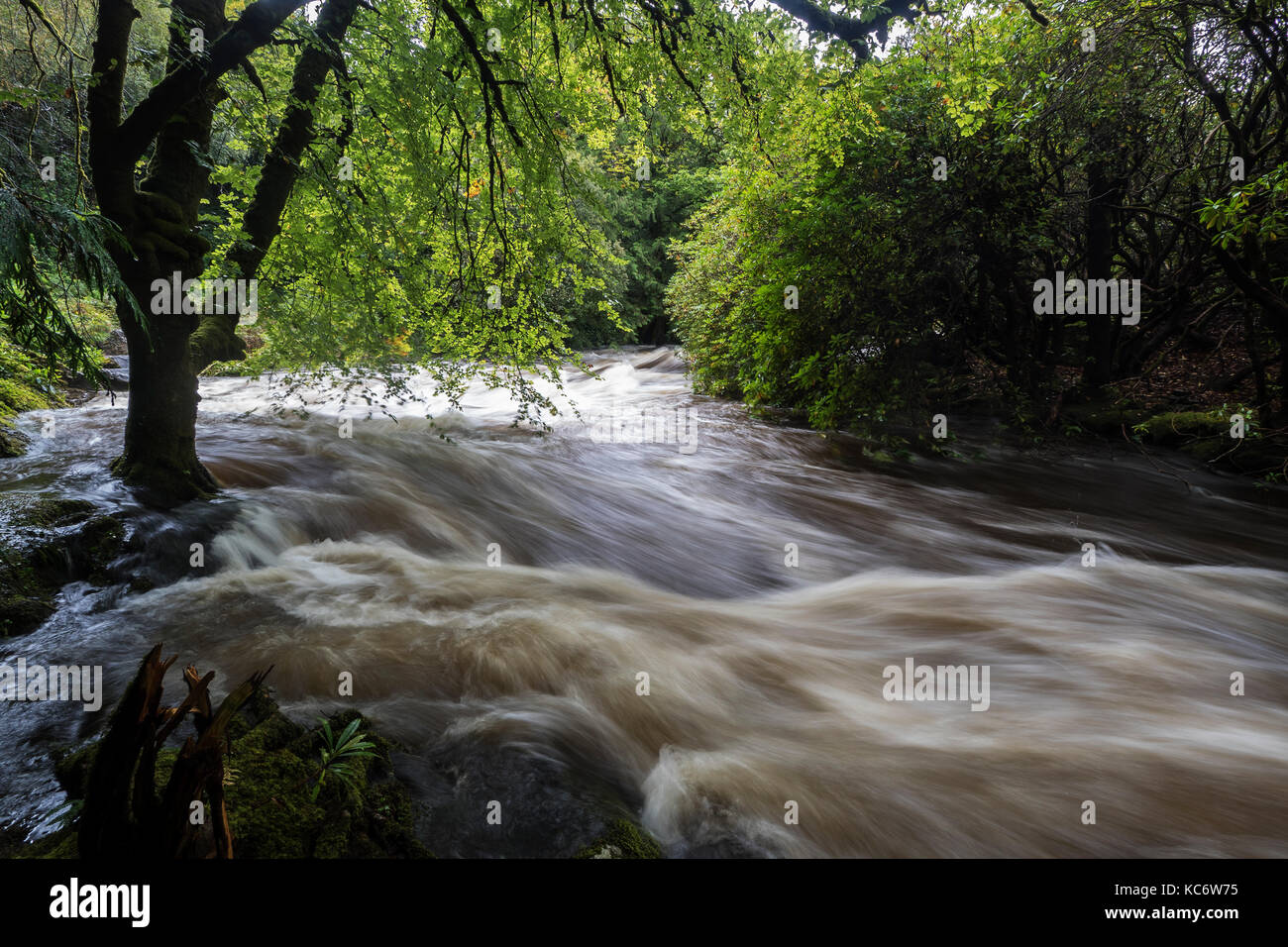 Flusso in Flood, penisola di Beara, nella contea di Kerry, Irlanda Foto Stock