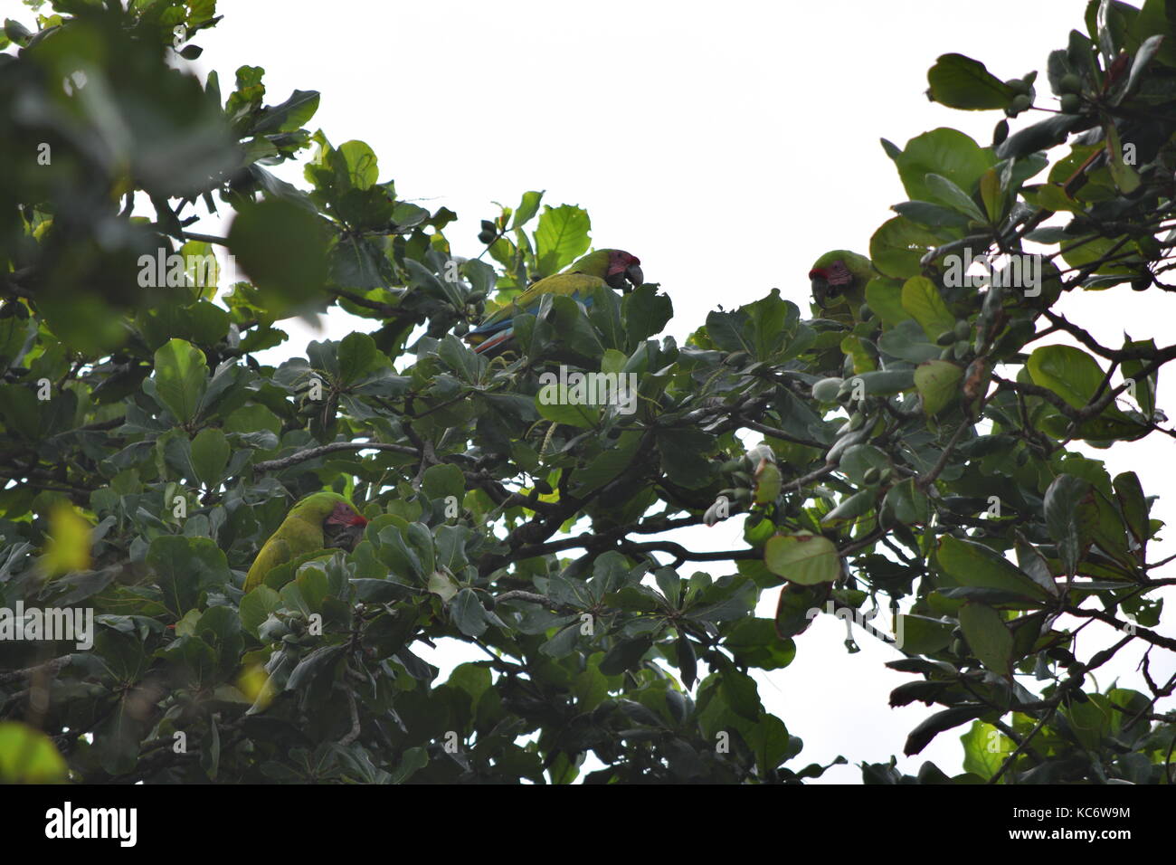 3 Grande Macaws verde di alimentazione in un albero di fico nel parco nazionale di tortuguero, Ara Ambiguus, Tortuguero NP, Costa Rica Foto Stock