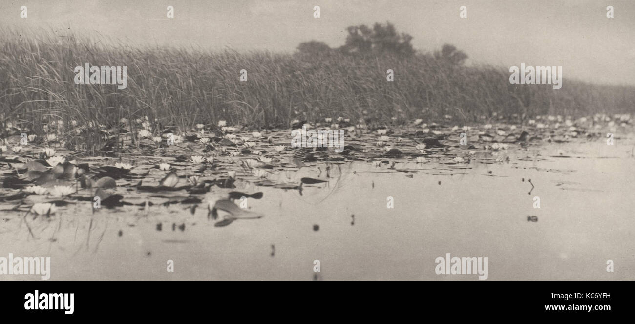 Water-Lilies, 1886, Platinum print dal vetro negativo, IMMAGINE: 12,3 x 28 cm (4 13/16 x 11 in.), Fotografie, Peter Henry Foto Stock