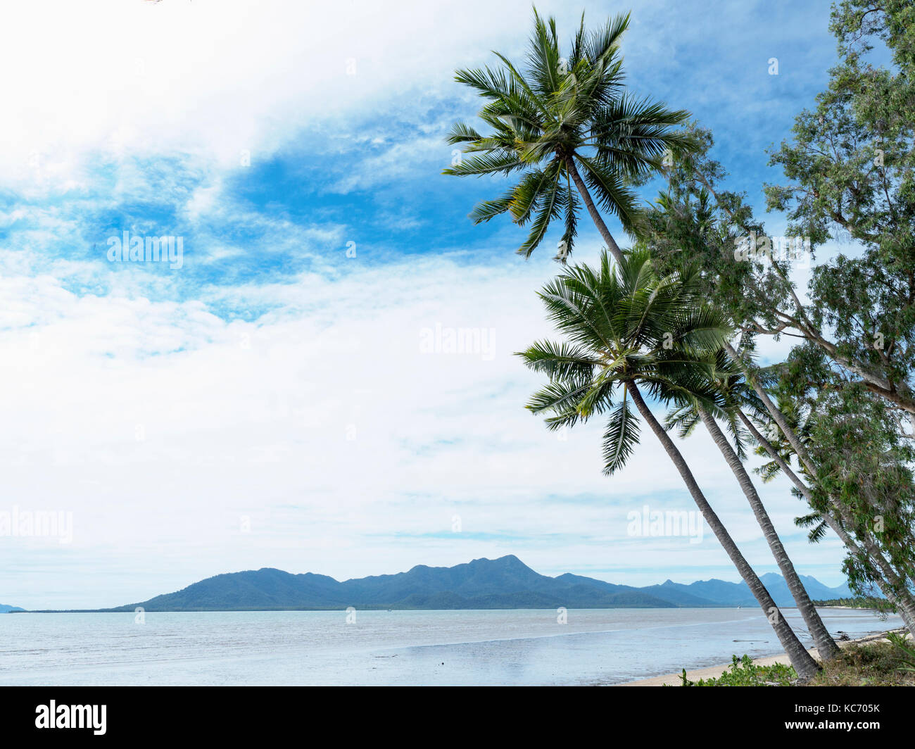 Australia, Queensland, palme in spiaggia Foto Stock