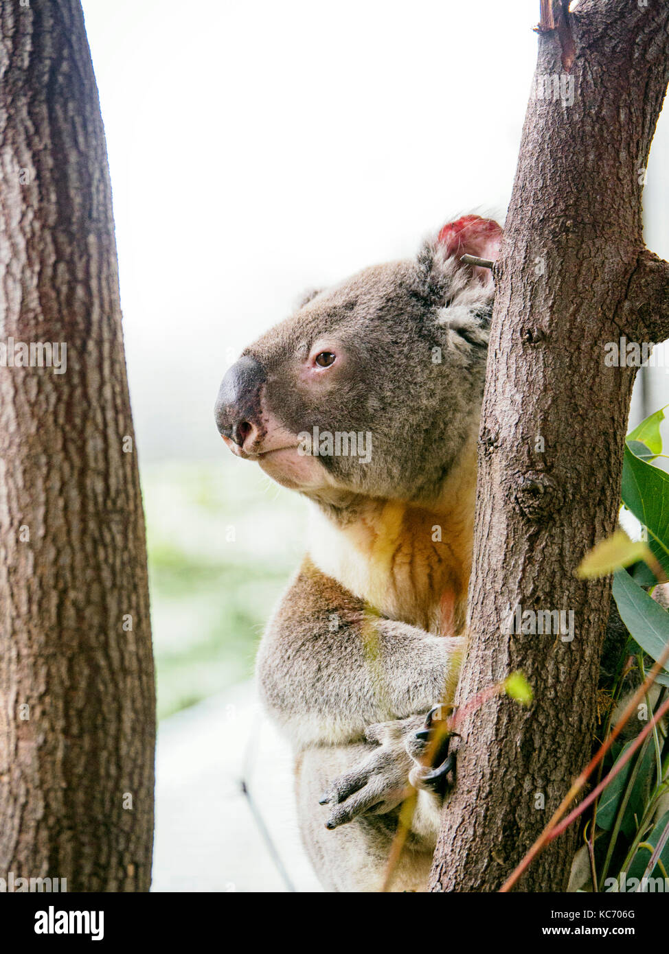 Koala (marsupiale) su albero Foto Stock