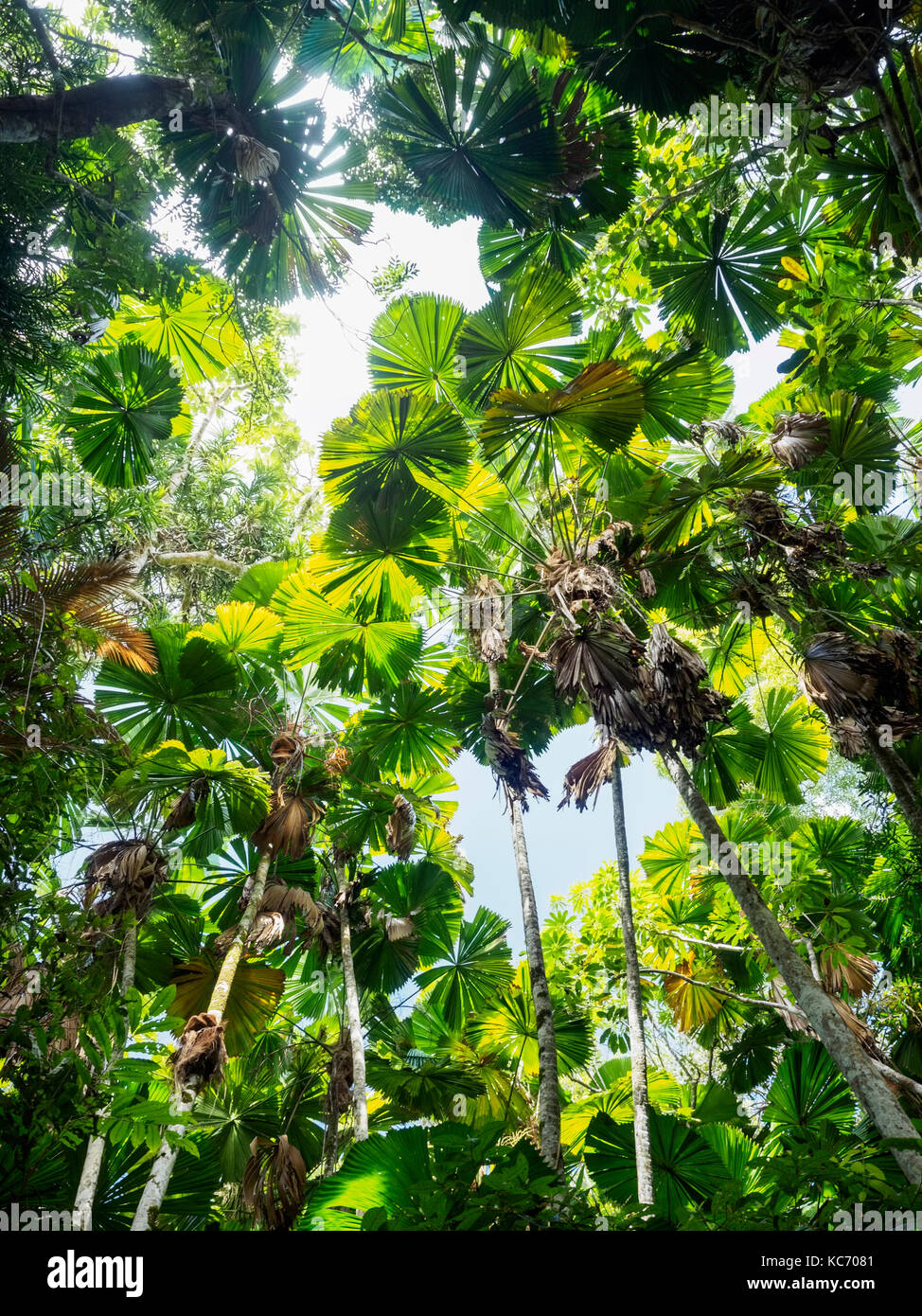 Foglie verdi di fan di palma, (licuala grandis) nella foresta pluviale Foto Stock