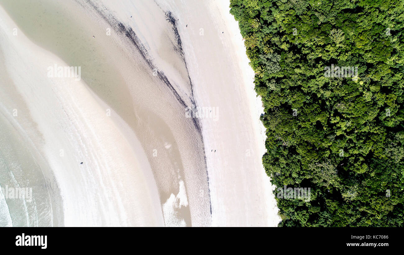 Australia, Queensland, foresta pluviale vicino alla spiaggia Foto Stock