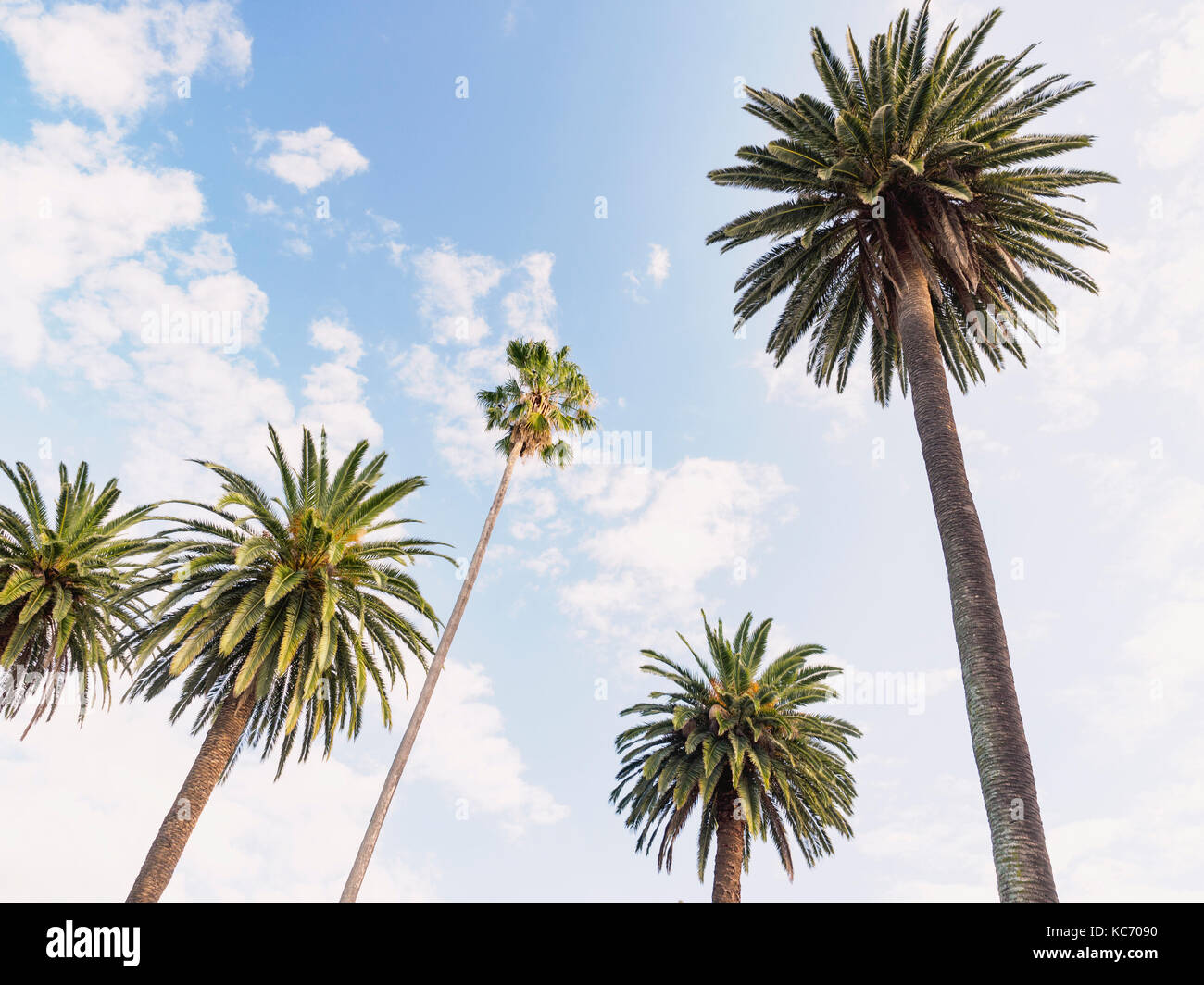 Alberi di Palma contro il cielo blu Foto Stock