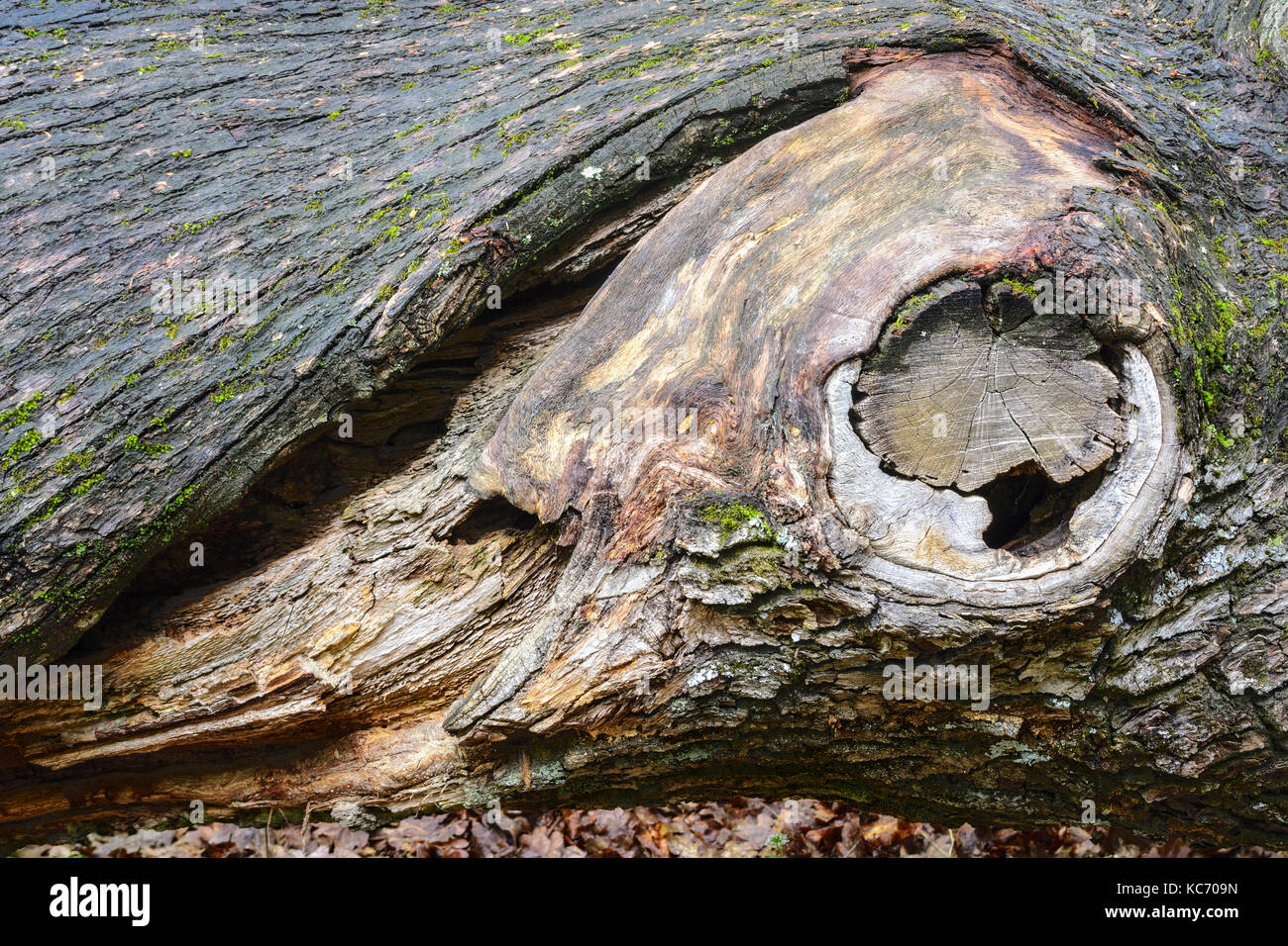 Corteccia di quercia (Quercus) Foto Stock