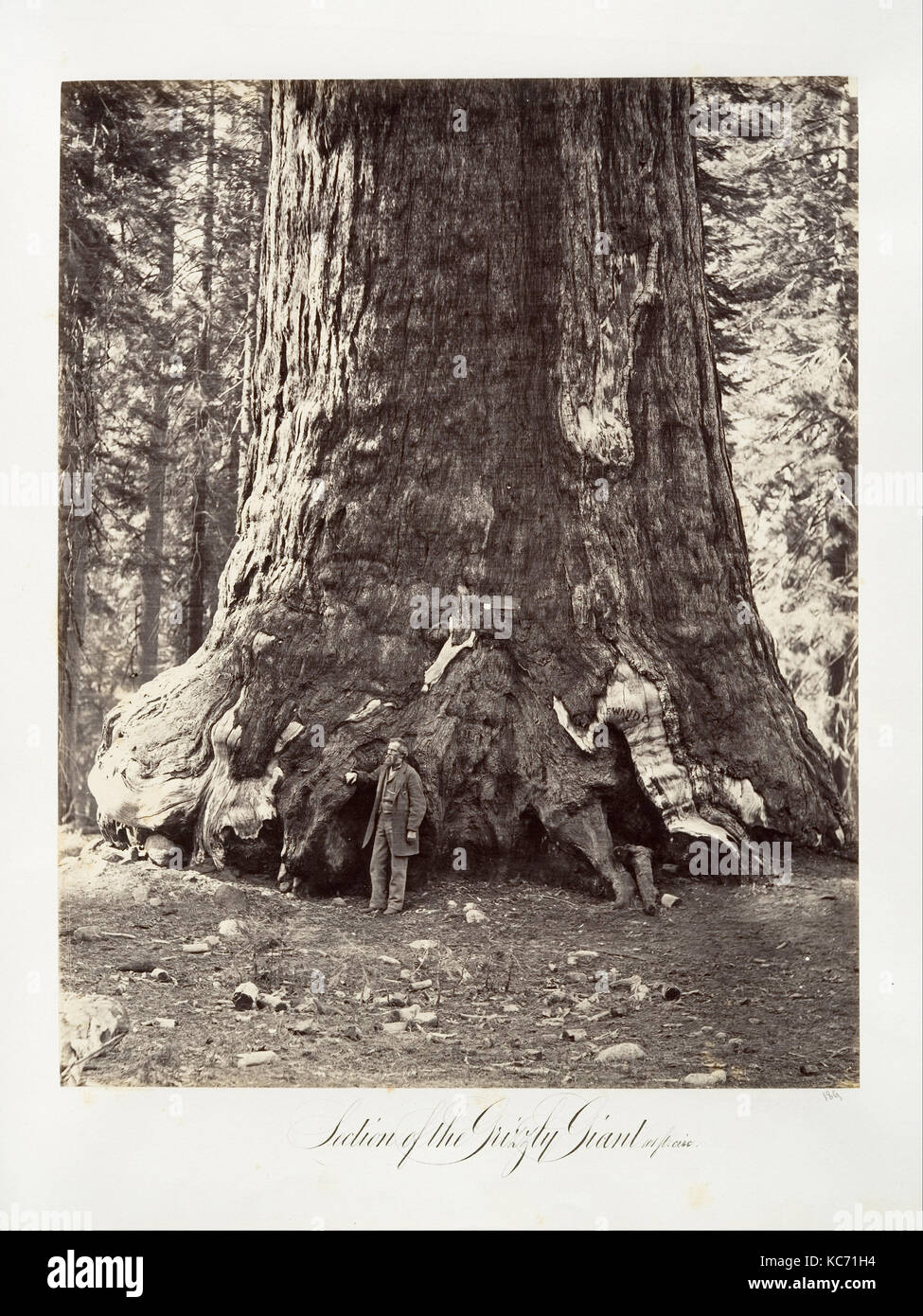 Sezione del Grizzly Giant, 101 metri di circonferenza, Carleton E. Watkins, 1865-66, stampati ca. 1876 Foto Stock