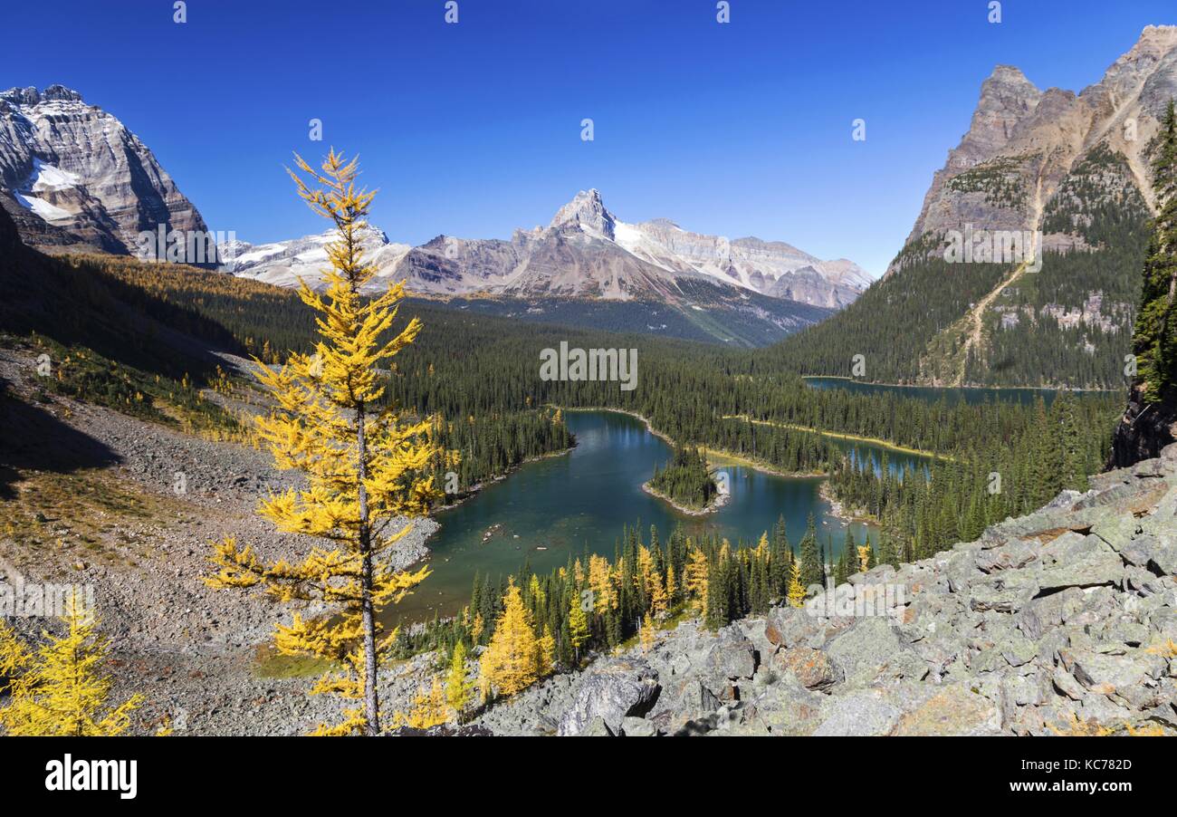 Paesaggio autunnale panoramico del lago o'Hara. Isolato Larice Tree, distanti picchi di Montagne Rocciose. Yoho National Park, British Columbia, Canadian Rockies Foto Stock