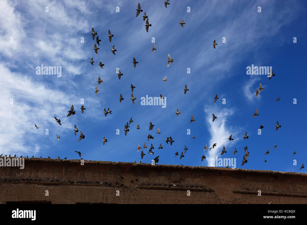 Piccioni battenti, in volo , vicino al tempio di khnum, nella città di Esna, Alto Egitto Foto Stock