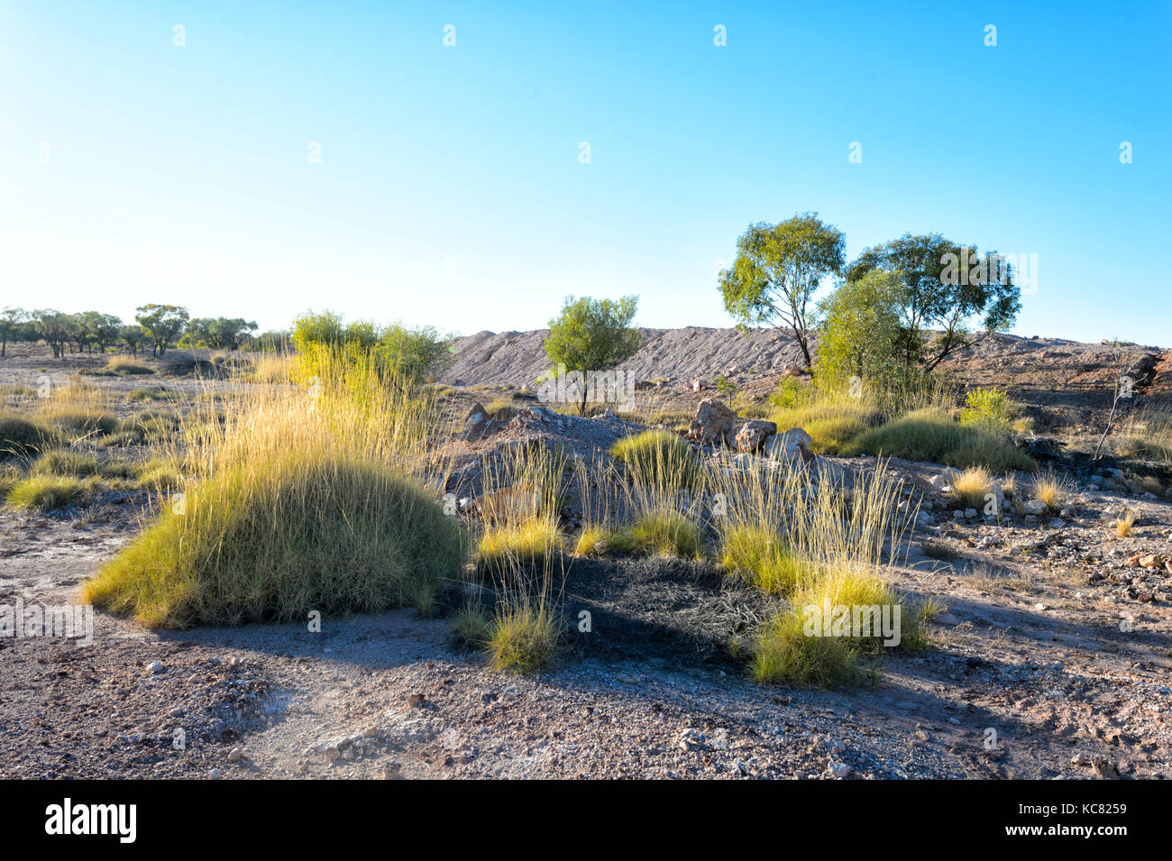 Spinifex nell'Outback vicino Winton, Central West Queensland, QLD, Australia Foto Stock