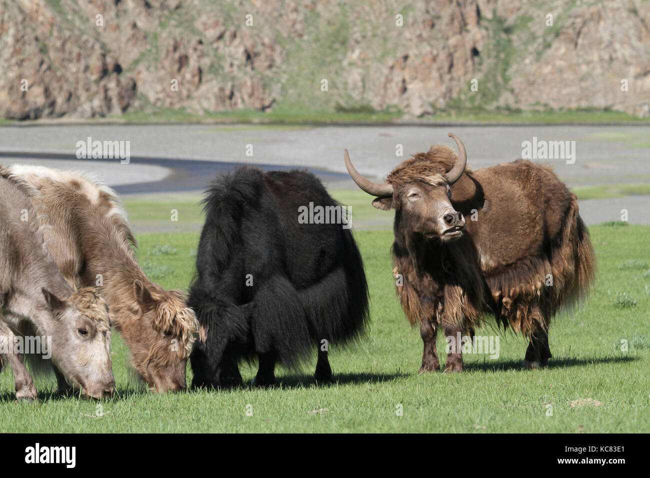 Yak allevamento in una valle della Mongolia Foto Stock