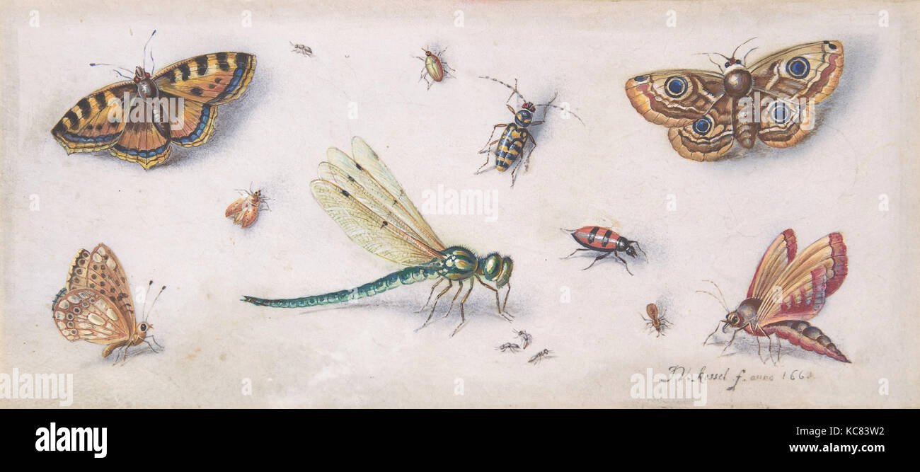 Insetti, farfalle e una libellula, Jan van Kessel, xvii secolo Foto Stock