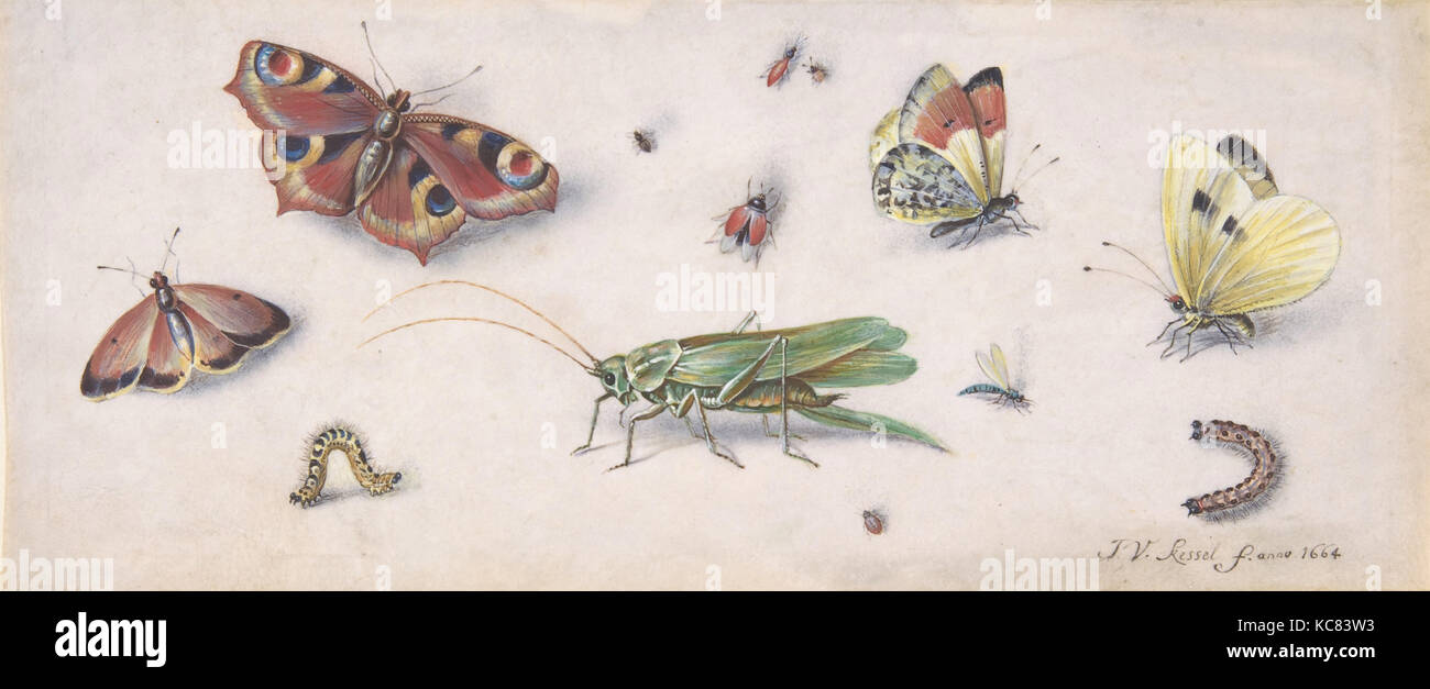 Insetti, farfalle e il grillo, Jan van Kessel, xvii secolo Foto Stock