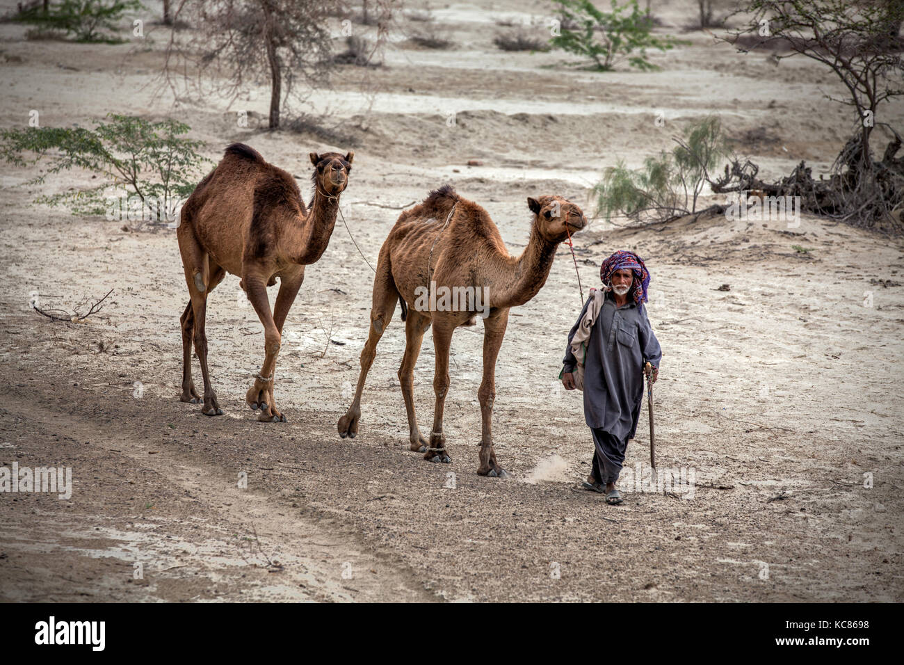 L'uomo cammina i suoi cammelli attraverso terreni sterili di Makran, Baluchistan Pakistan. Nomads copre miglia e miglia in cerca di acqua in acqua aree scarse Foto Stock