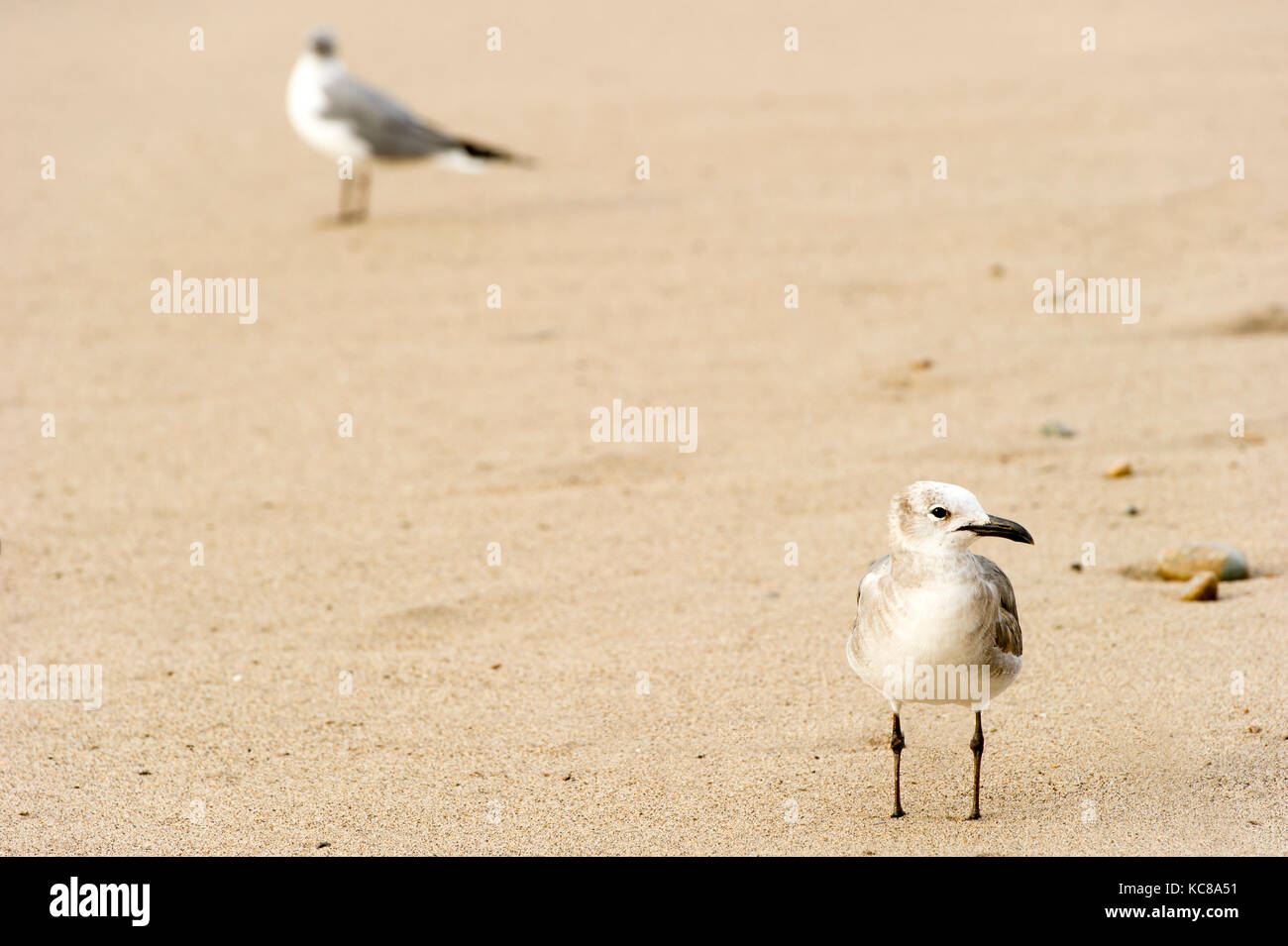 Seagull è un gabbiano in piedi nella sabbia e il suo gregge mate in piedi in background. Foto Stock