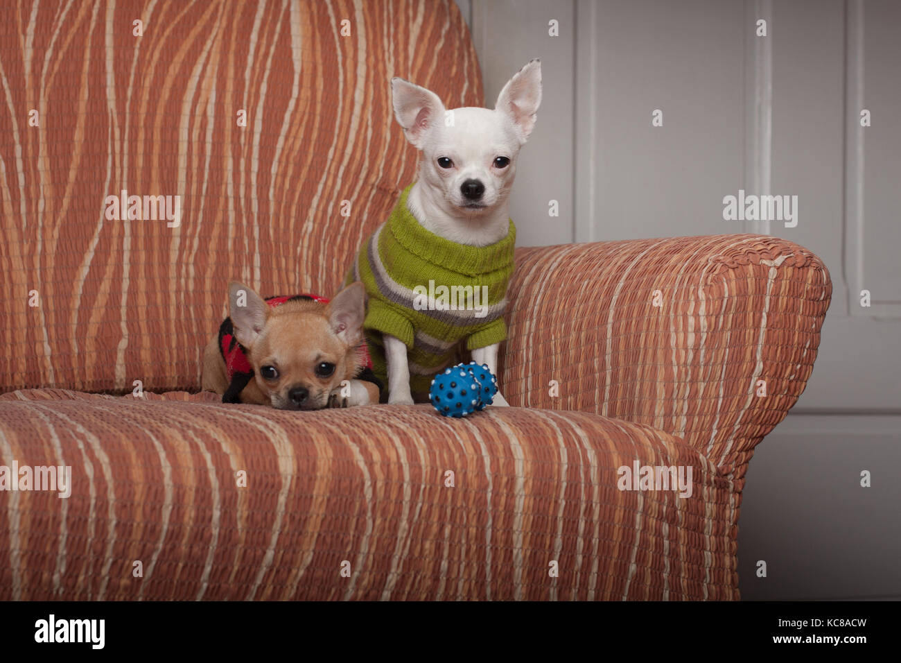 Due chihuahua cani vestito con i pullover in appoggio sul divano, 4 mesi vecchio cucciolo di cannella e 3 anni femmina bianca. Foto Stock