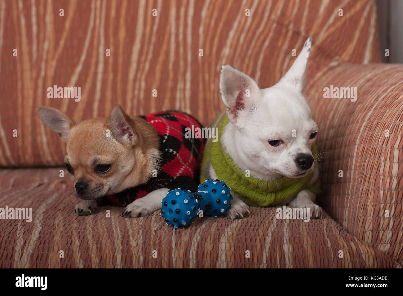 Due chihuahua cani vestito con i pullover in appoggio sul divano, 4 mesi vecchio cucciolo di cannella e 3 anni femmina bianca. Foto Stock