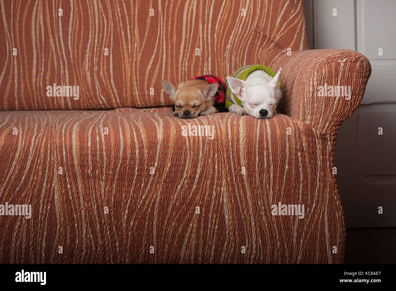 Due chihuahua cani vestito con i pullover in appoggio sul divano, 4 mesi vecchio cucciolo di cannella e 3 anni femmina bianca. Foto Stock