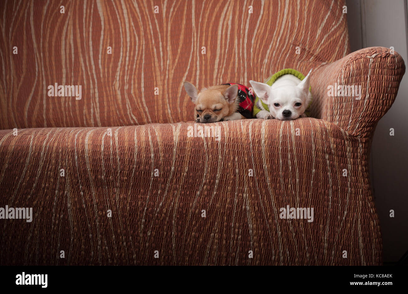 Due chihuahua cani vestito con i pullover in appoggio sul divano, 4 mesi vecchio cucciolo di cannella e 3 anni femmina bianca. Foto Stock