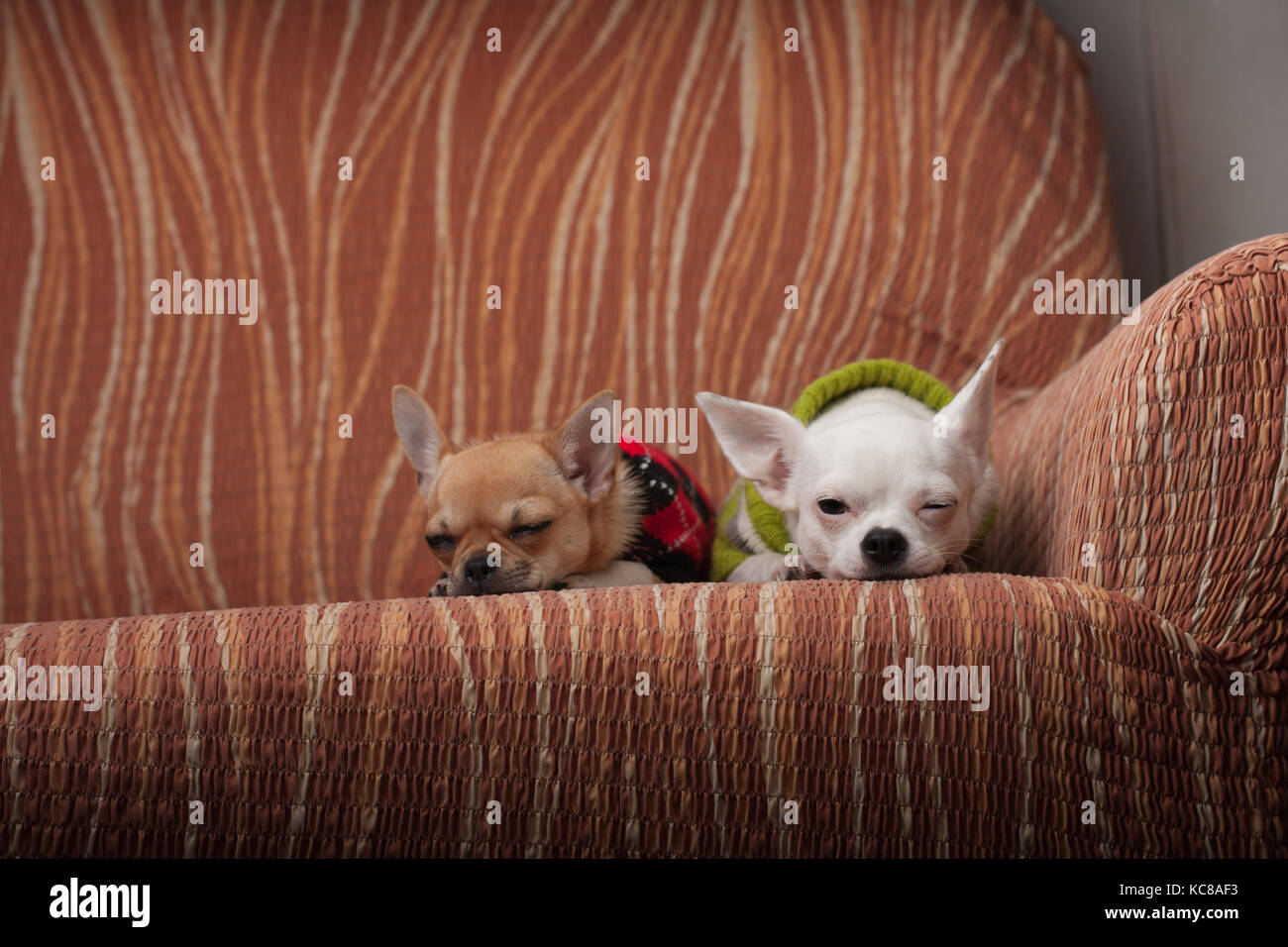 Due chihuahua cani vestito con i pullover in appoggio sul divano, 4 mesi vecchio cucciolo di cannella e 3 anni femmina bianca. Foto Stock