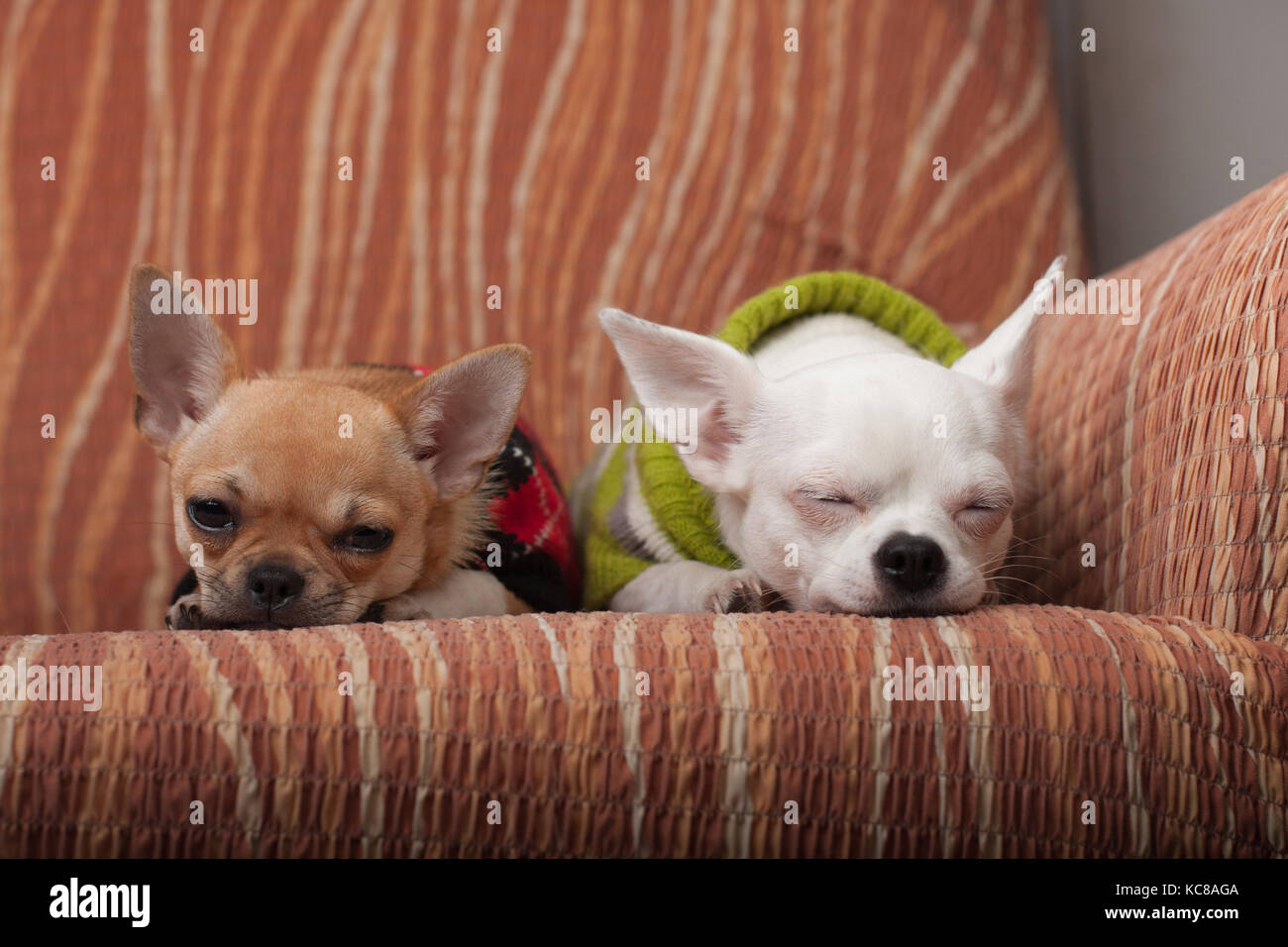 Due chihuahua cani vestito con i pullover in appoggio sul divano, 4 mesi vecchio cucciolo di cannella e 3 anni femmina bianca. Foto Stock