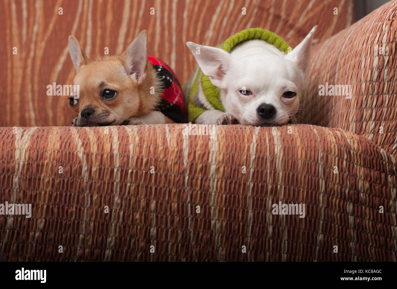 Due chihuahua cani vestito con i pullover in appoggio sul divano, 4 mesi vecchio cucciolo di cannella e 3 anni femmina bianca. Foto Stock