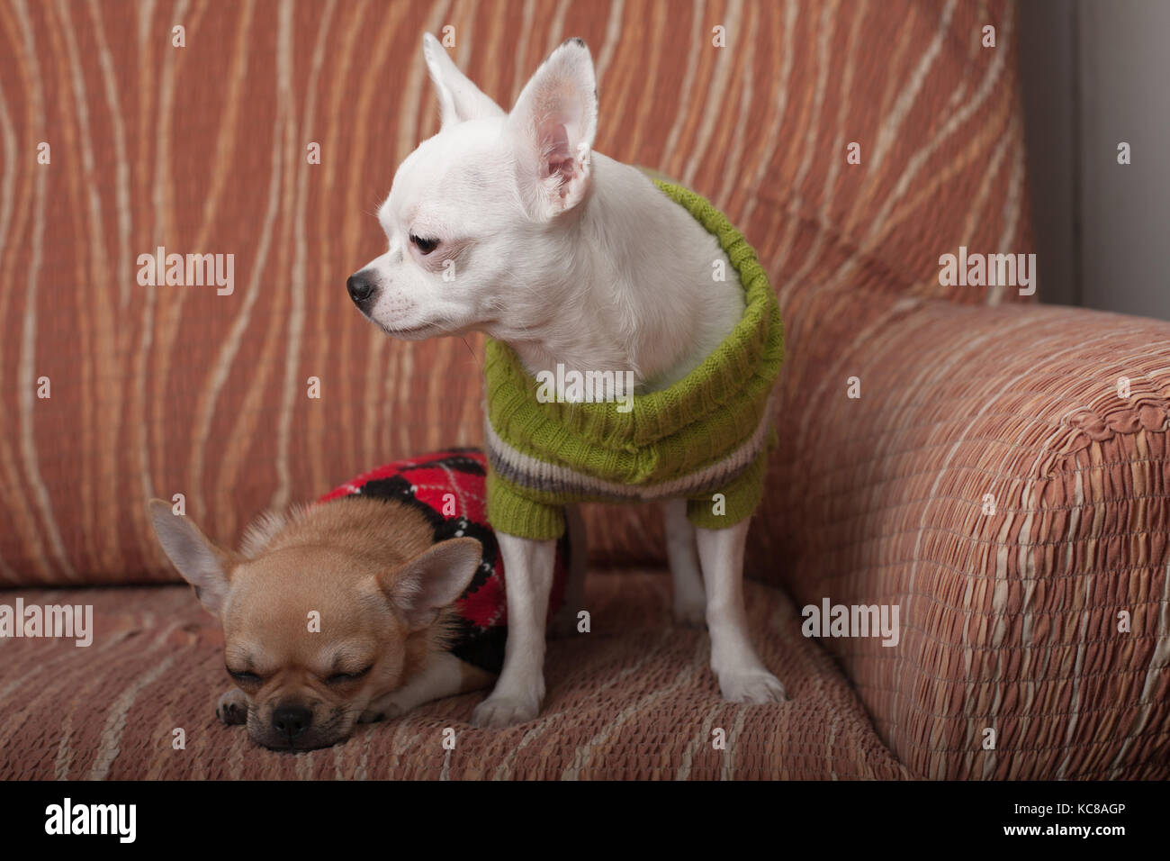 Due chihuahua cani vestito con i pullover in appoggio sul divano, 4 mesi vecchio cucciolo di cannella e 3 anni femmina bianca. Foto Stock