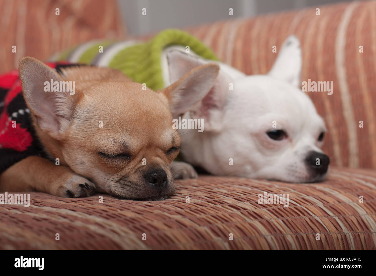 Due chihuahua cani vestito con i pullover in appoggio sul divano, 4 mesi vecchio cucciolo di cannella e 3 anni femmina bianca. Foto Stock