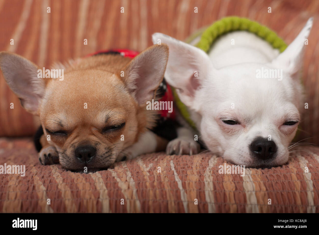 Due chihuahua cani vestito con i pullover in appoggio sul divano, 4 mesi vecchio cucciolo di cannella e 3 anni femmina bianca. Foto Stock