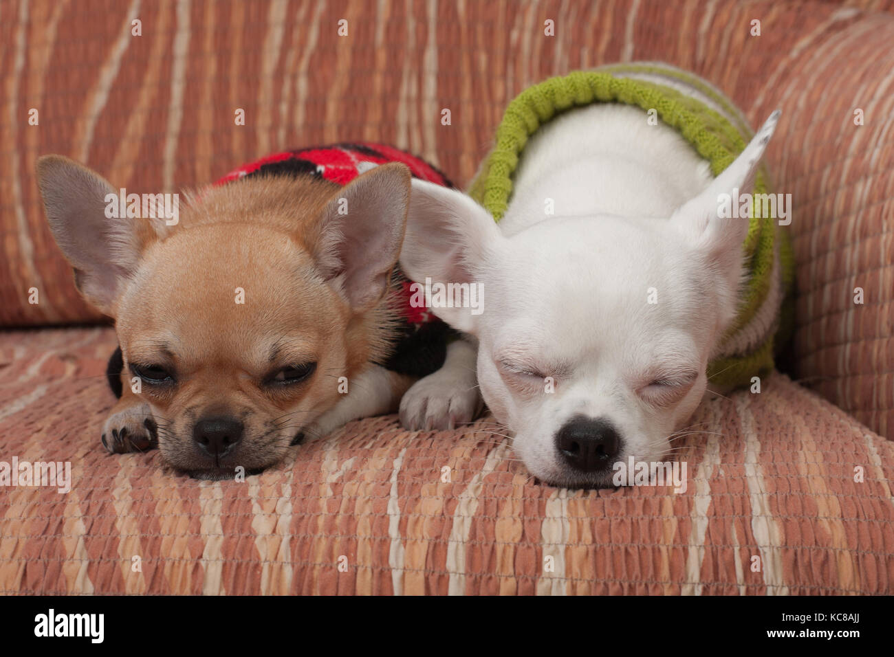 Due chihuahua cani vestito con i pullover in appoggio sul divano, 4 mesi vecchio cucciolo di cannella e 3 anni femmina bianca. Foto Stock