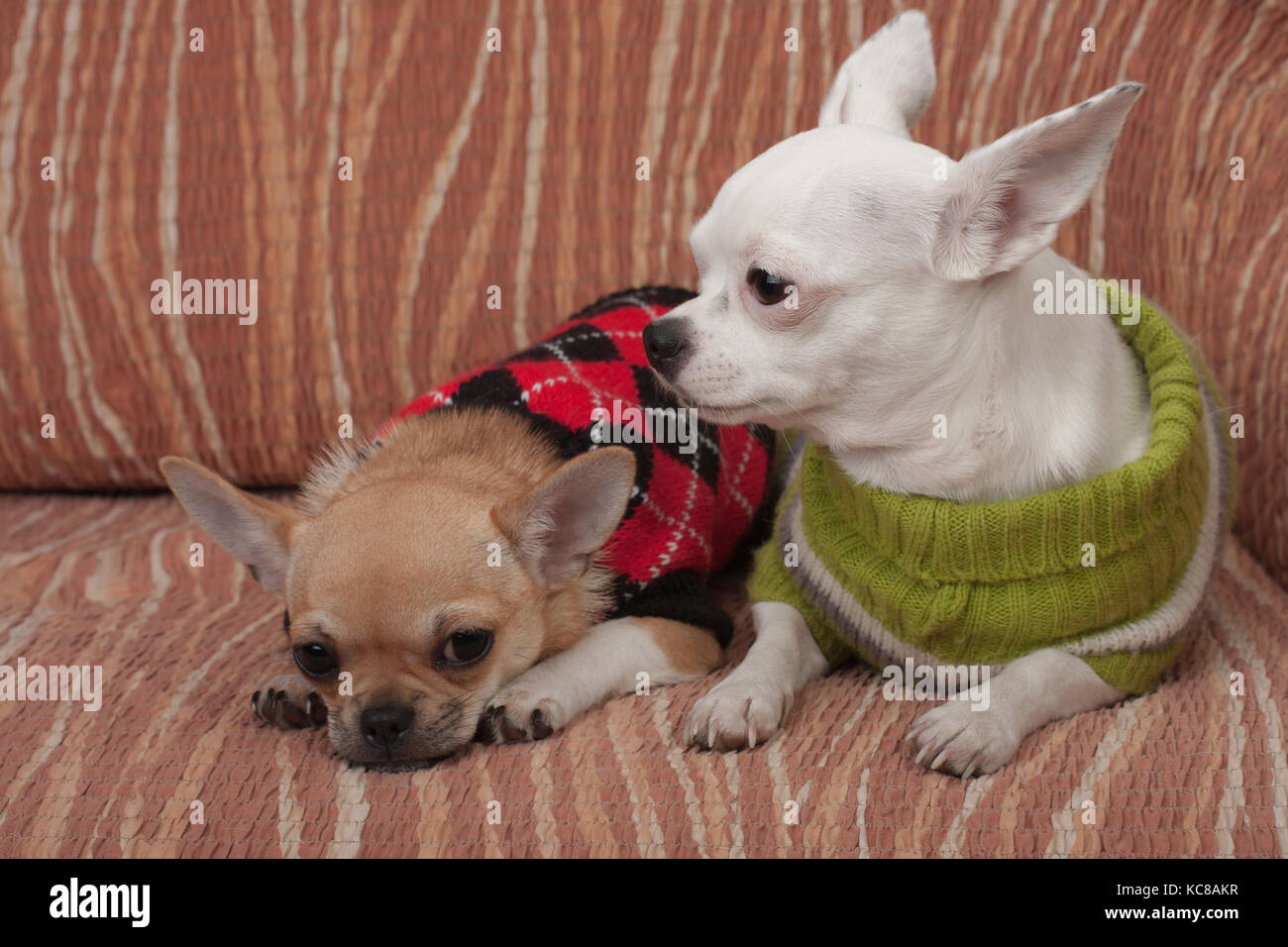 Due chihuahua cani vestito con i pullover in appoggio sul divano, 4 mesi vecchio cucciolo di cannella e 3 anni femmina bianca. Foto Stock
