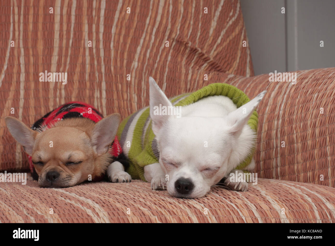 Due chihuahua cani vestito con i pullover in appoggio sul divano, 4 mesi vecchio cucciolo di cannella e 3 anni femmina bianca. Foto Stock
