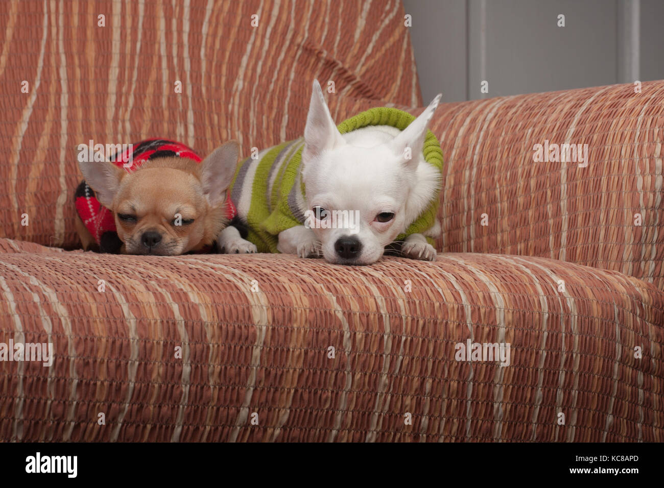 Due chihuahua cani vestito con i pullover in appoggio sul divano, 4 mesi vecchio cucciolo di cannella e 3 anni femmina bianca. Foto Stock