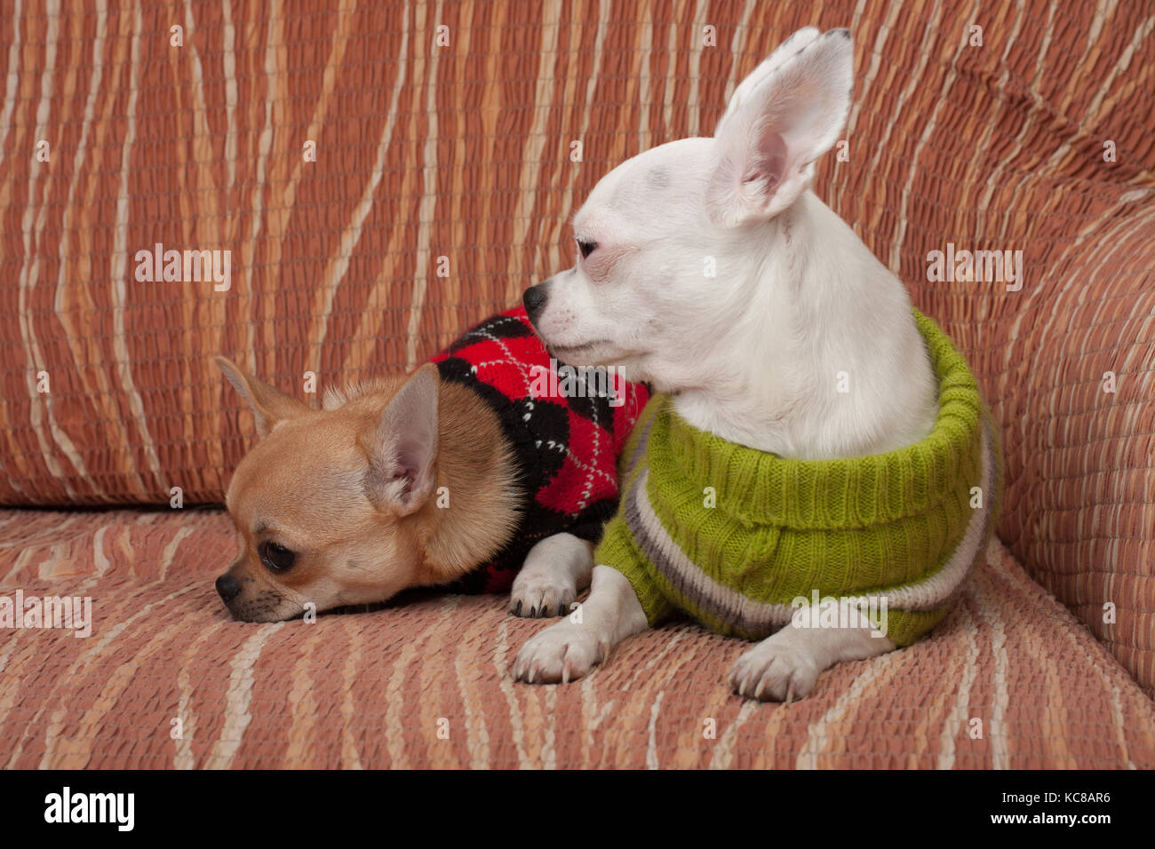 Due chihuahua cani vestito con i pullover in appoggio sul divano, 4 mesi vecchio cucciolo di cannella e 3 anni femmina bianca. Foto Stock