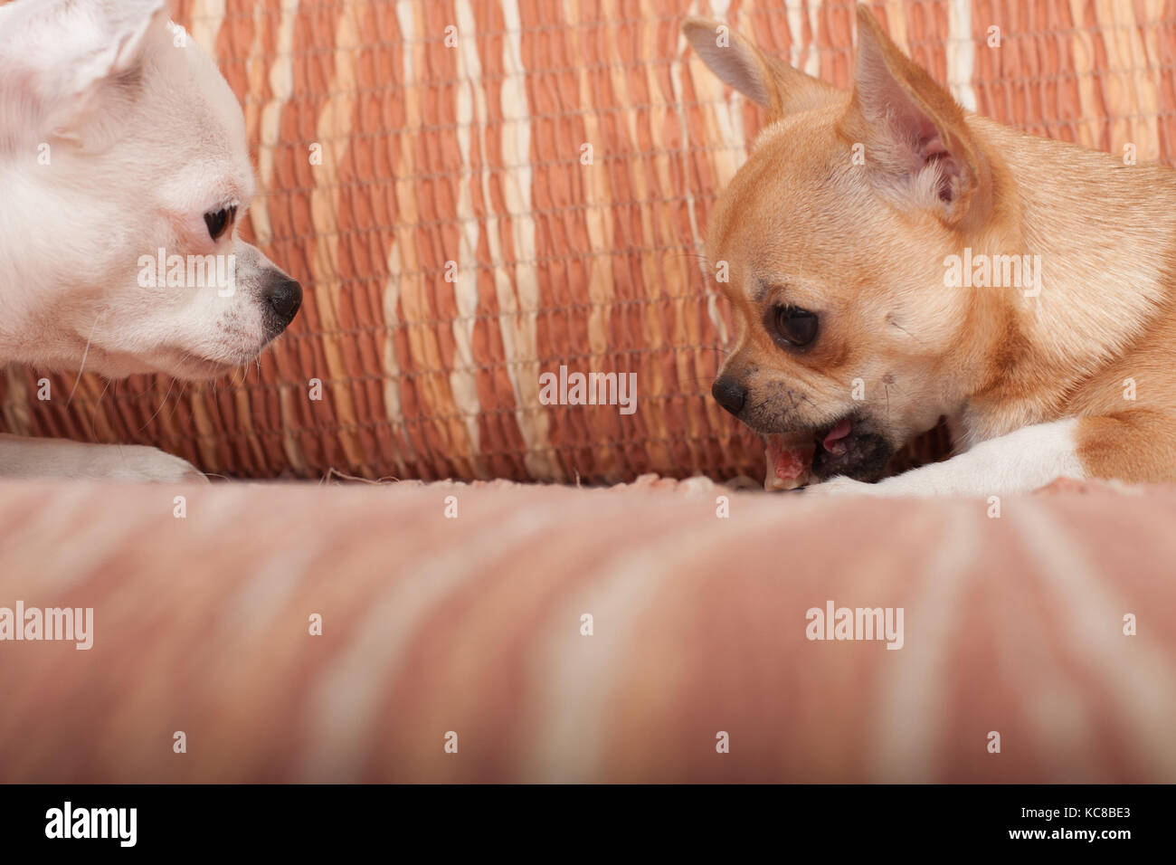 Due chihuahua cani con fragranti trattare sdraiato sul divano, 4 mesi vecchio cucciolo di cannella e 3 anni femmina bianca. Foto Stock