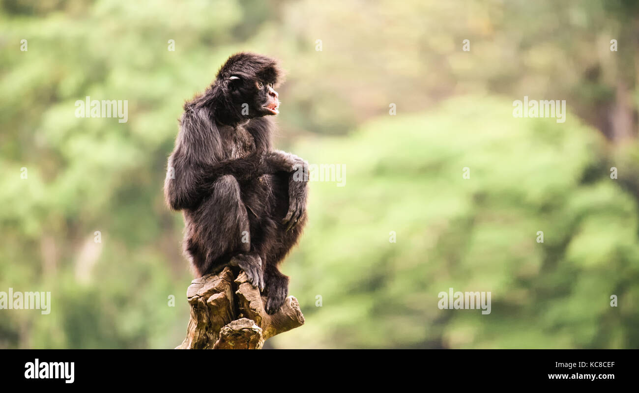 Il ragno nero scimmia da sola ritratto, con in parte a bocca aperta, seduta accovacciato su un pezzo di legno con gambe incrociate e lo sguardo all'orizzonte. bac Foto Stock