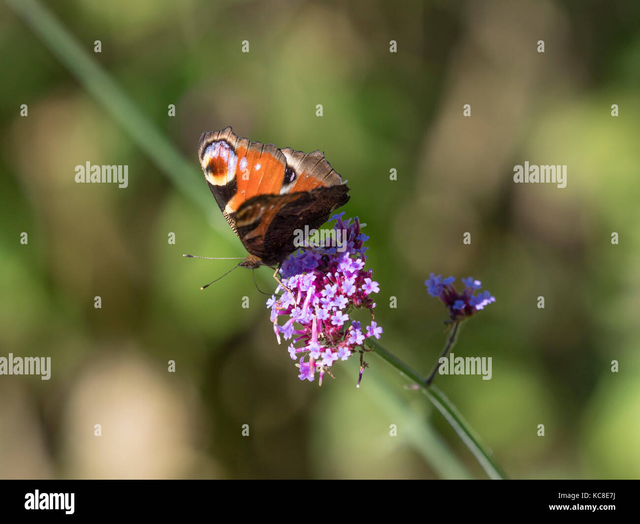 Farfalle alimentazione su Verbena bonariensis Foto Stock