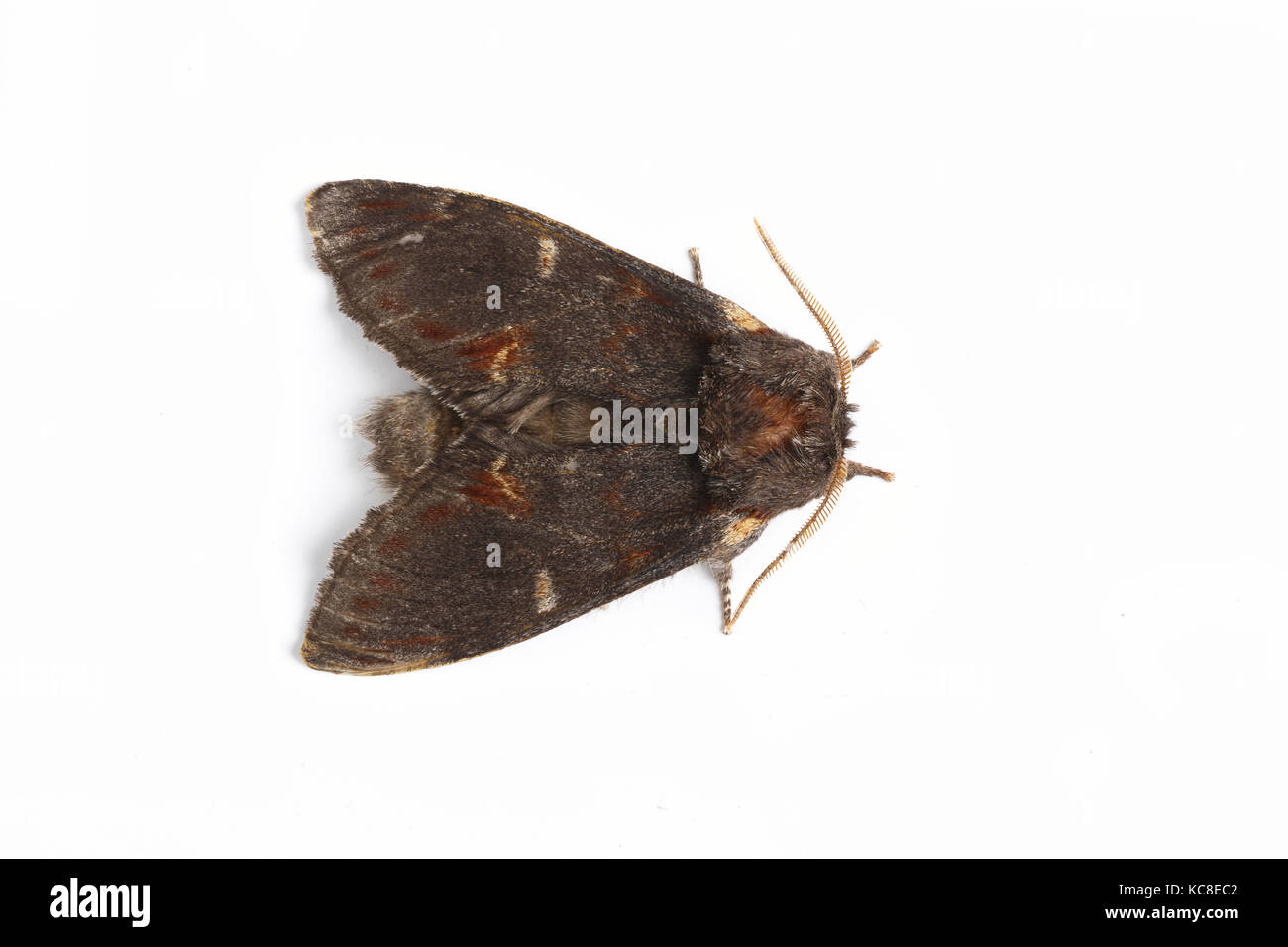 Ferro falena prominente, Notodonta dromedarius, Catbrook, Monmouthshire, maggio. Famiglia Notodontidae. Focus-impilati l immagine su sfondo bianco Foto Stock