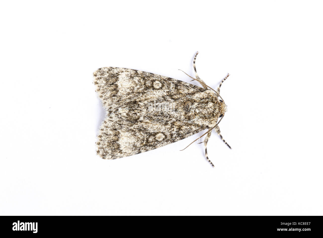 Il PIOPPO grigio tarma Subacronicta megacephala, Catbrook Monmouthshire, Giugno. Famiglia Noctuidae. Foto Stock