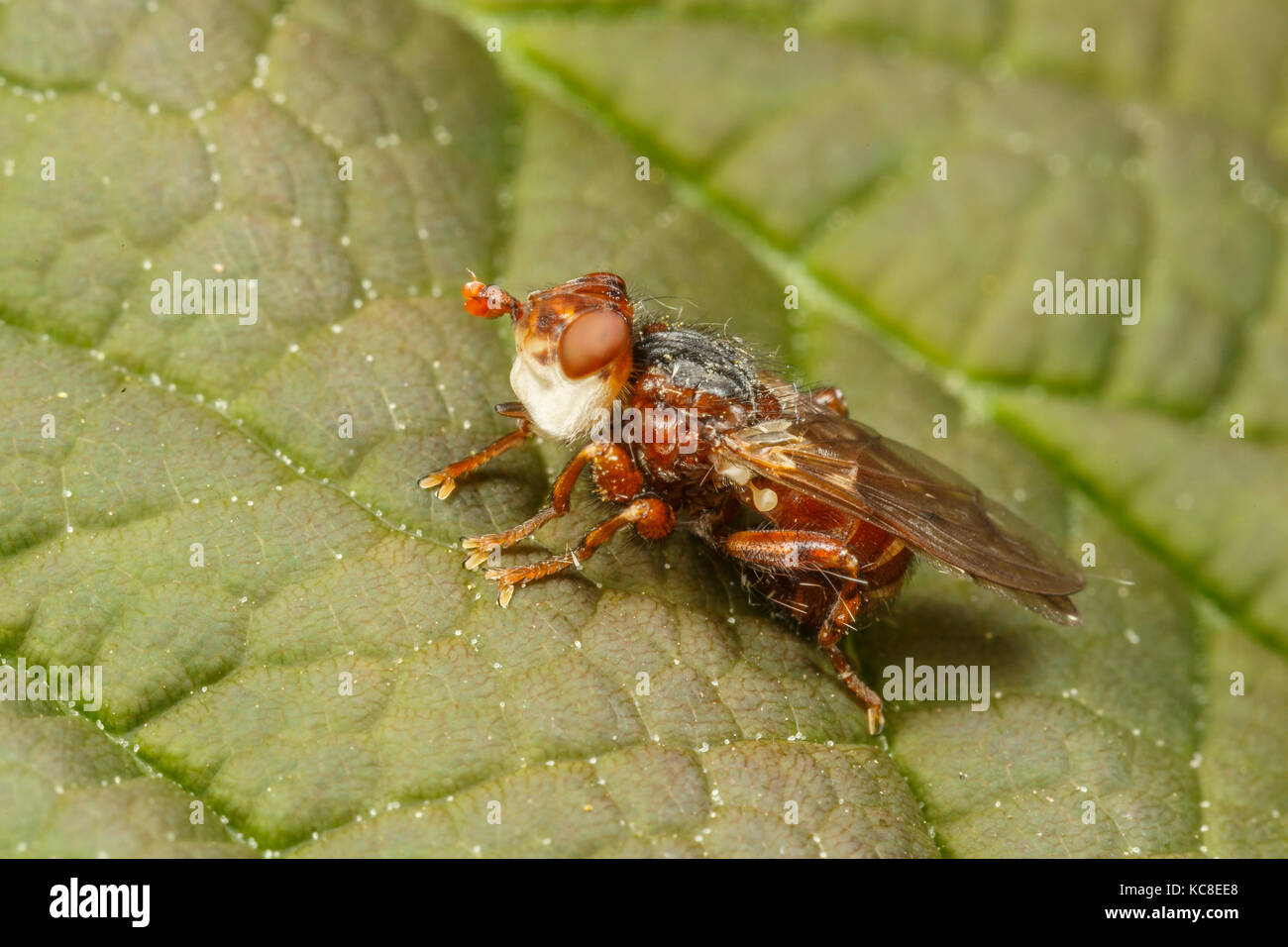 Conopid fly, specie Myopa, poss. M. testacea, un parassita solitaria di api. Monmouthshire, Aprile Foto Stock