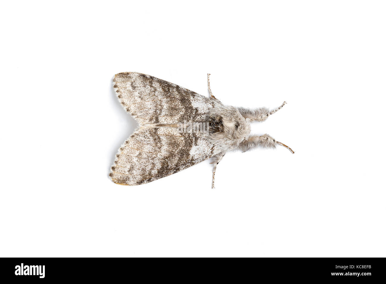 Pale Tussock moth, Calliteara pudibunda, Catbrook, Monmouthshire, maggio. Famiglia Erebidae. Focus-immagine sovrapposta. Foto Stock